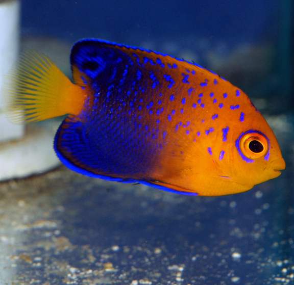 rare tropical saltwater fish