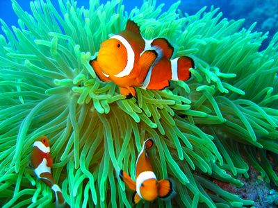 clownfish and anemone tank