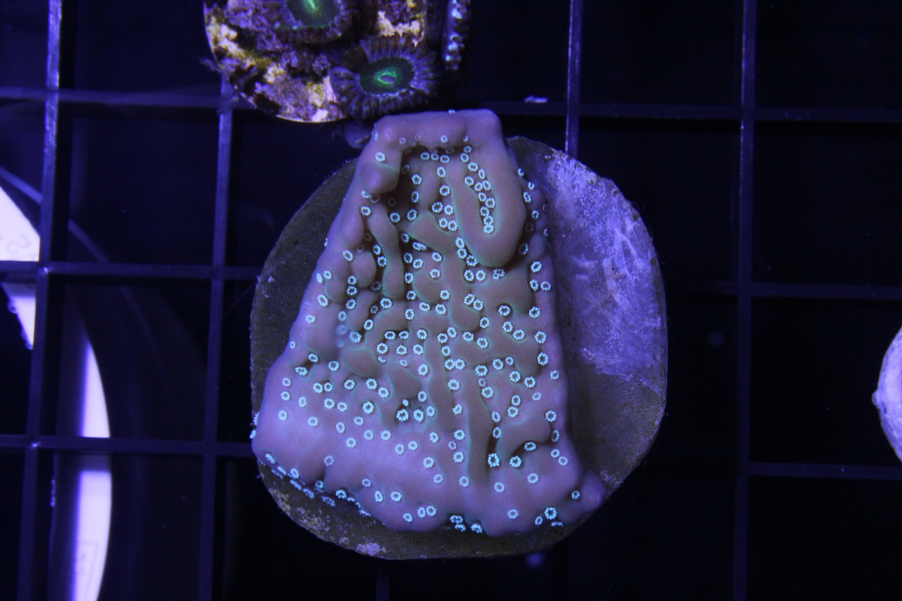 Tyree Montipora undata