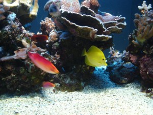 Yellow Tang and Wrasses Hiding Under Corals