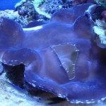 Huge Tridacna gigas clam