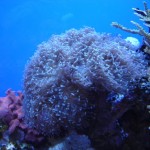 Huge Hammer Coral (Euphyllia ancora)