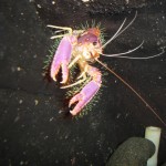 Debelius Reef Lobster