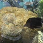Black Zebrasoma Tang in Outdoor Aquarium