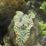 Tridacna derasa at Waikiki Aquarium