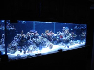 Mixed Reef Aquarium