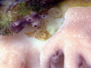 Acro Eating Flatworm Eggs