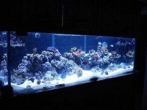 180 Gallon Reef Aquarium
