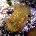Heteropsammia cochlea Walking Coral