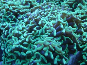 Green Hammer Coral (Euphyllia parancora)