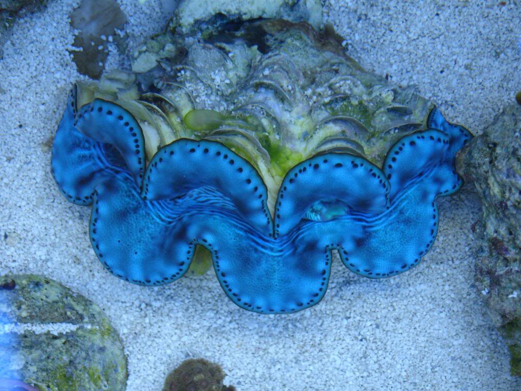 Blue Tridacna Maxima Clam