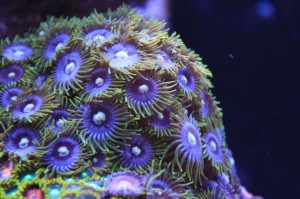 Blue Zoanthids with Yellow Skirt and Yellow Mouth