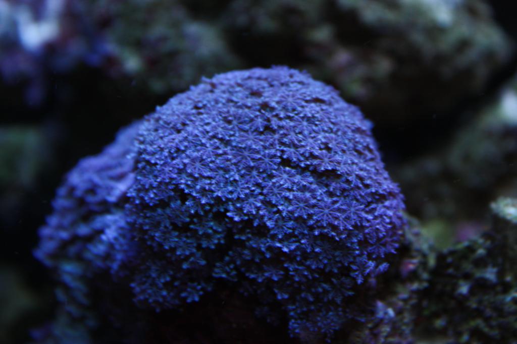 The fast growing Blue Anthelia Snowflake Coral