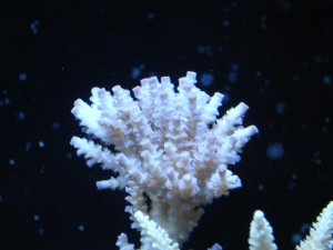 Blue Acropora Coral At Start of ZEOvit