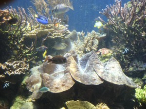 Tridacna Gigas Clam at Waikiki Aquarium