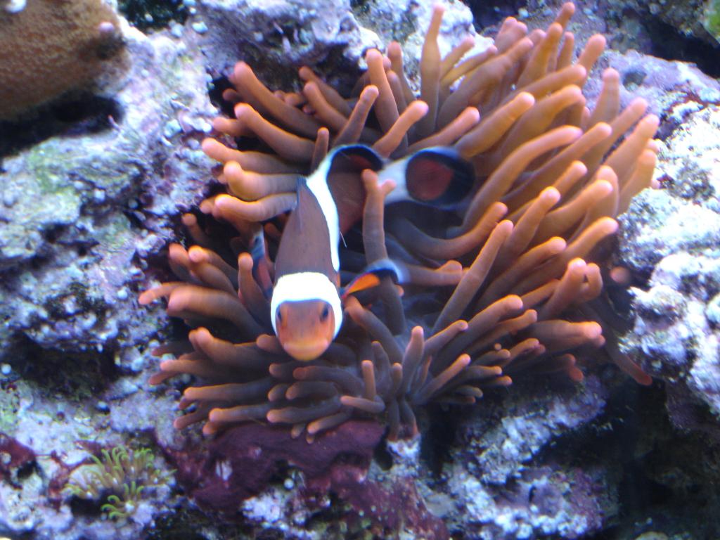 Rose Bubble Tip Anemone with Ocellaris Clownfish