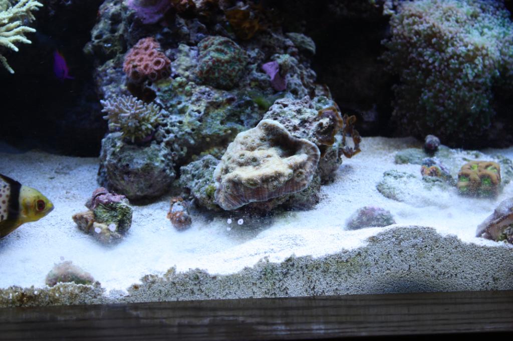 Moving Your Reef Tank, Reef Tank Relocation | AquaNerd