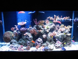 Aquarium With Tabling Acro On Overflow Box