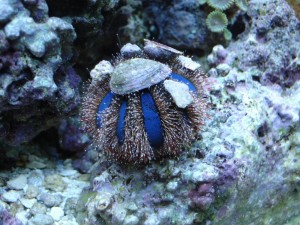 Blue Tuxedo Pincushion Sea Urchin