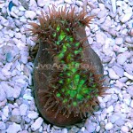Australian Heteropsammia Coral