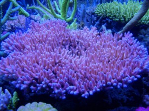 Corals Under Korallen-Zucht Coral Light Super Blue