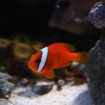Tomato Clownfish