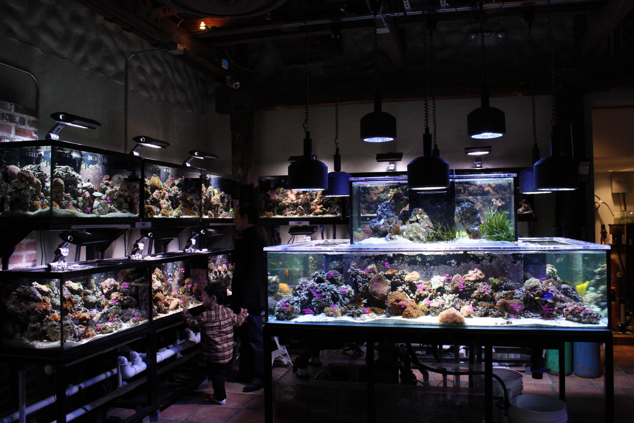 Superfish Aquariums Collection - Aquarium Store in Henlow