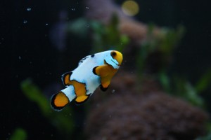 ORA Snowflake Ocellaris Clownfish