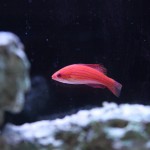 Red Fairy Wrasse