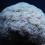 Large Hammer Coral Colony