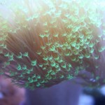Neon Green Lobophytum Leather Coral