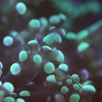 Frogspawn Coral Closeup