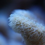 Leather Coral Macro Shot
