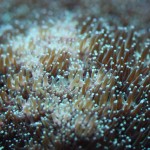 Galaxea Coral Closeup Shot