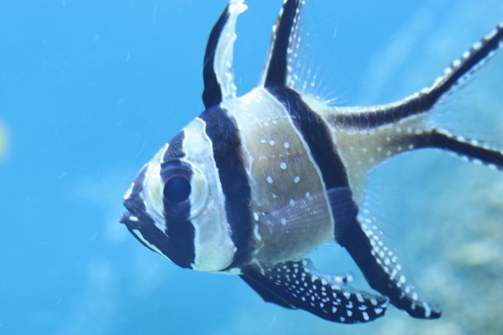 Bangaii Cardinalfish