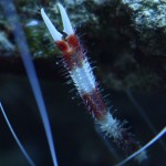 Banded Coral Shrimp Under Ledge