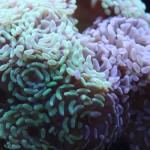 Green and Purple Hammer Coral