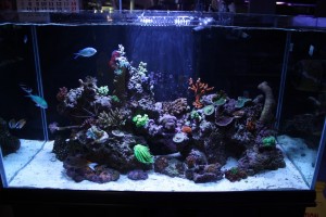 Oceanic Illuminata Rimless Reef Aquarium