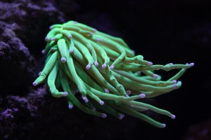 Neon Green Torch Coral
