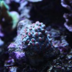 Cyphastrea Coral in Reef Aquarium