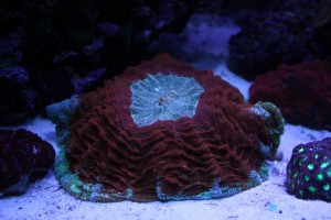 Red and Green Cynaria doughnut coral