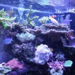 SPS Dominated Reef Aquarium
