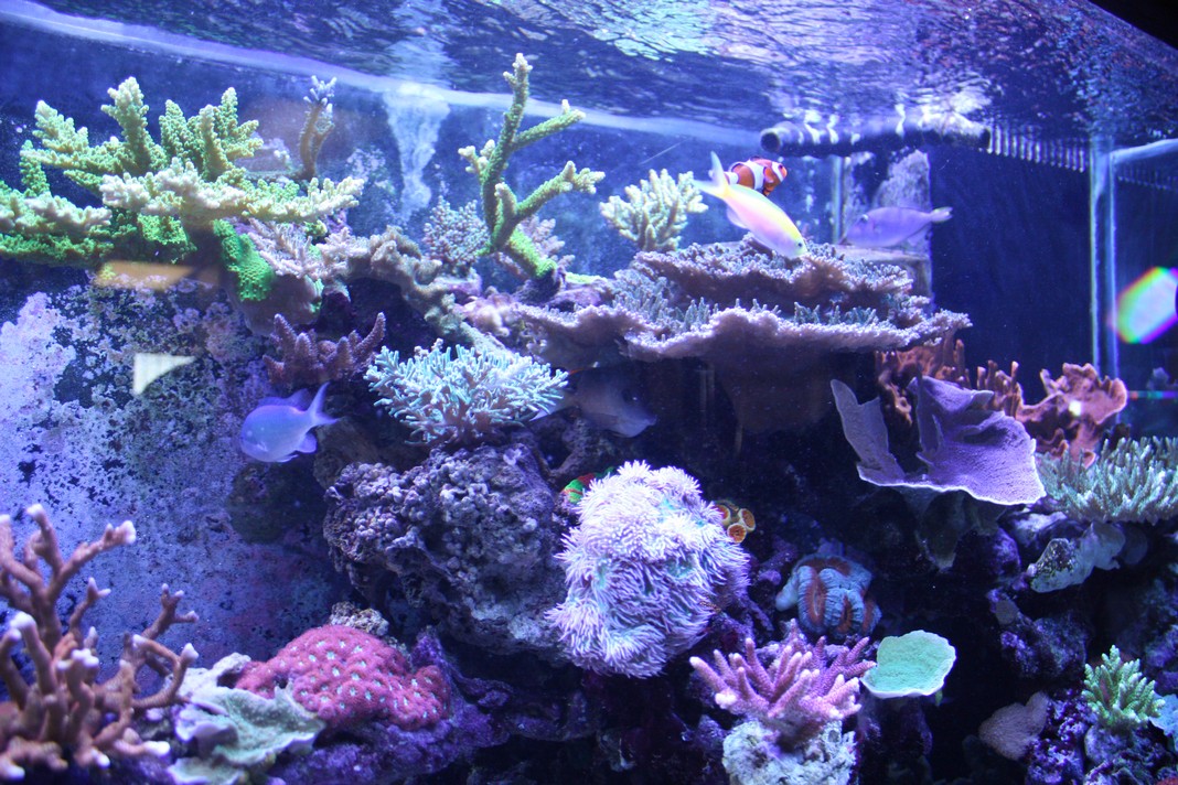 Coral fish and store store