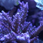 Blue Acropora Coral