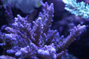 Blue Acropora Coral