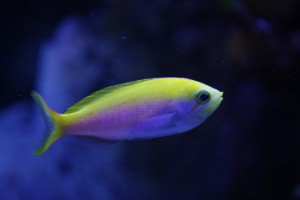 Bartlett's Anthias