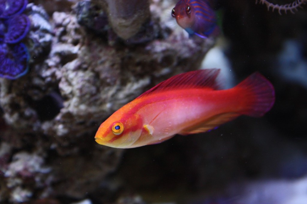 Male Hawaiian Flame Wrasse