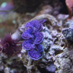 Small Blue Maxima in Nano Aquarium