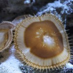 Palythoa Grandis in Nano Aquarium