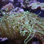 Green Torch Coral with Long Tentacles